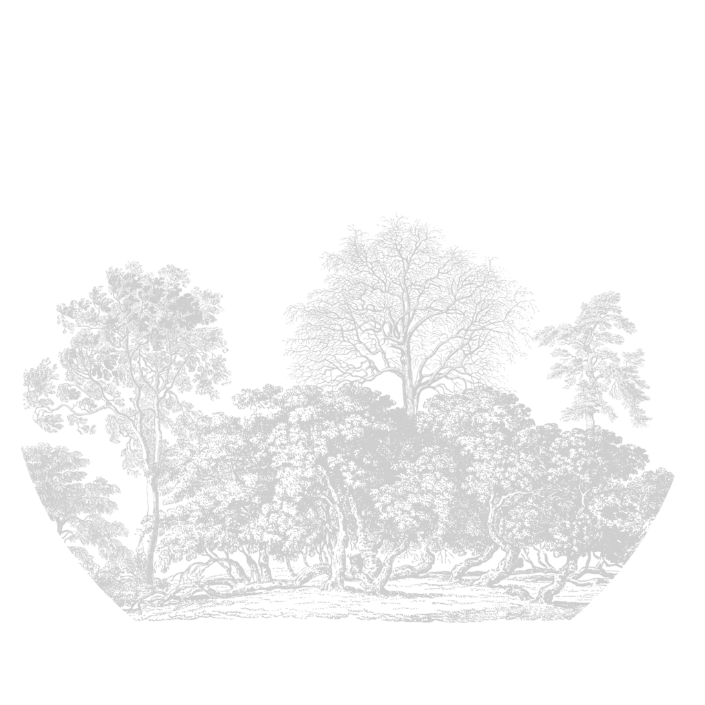 Behangcirkel Het oude bos